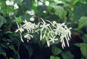 Jasminum officinale (poet's jasmine), fragrant white star-shaped flowers on a twining vine