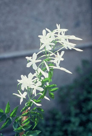 Jasminum polyanthum pink jasmine, an evergreen vine smothered in fragrant white flowers opening from pink buds.