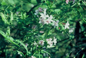 Jasminum x stephanense Stephan jasmine, a semi-evergreen scrambling vine with small soft pink fragrant flowers.