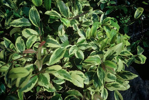 Kadsura japonica 'Fukurin' variegated kadsura, an evergreen twining vine with glossy cream-edged leaves.
