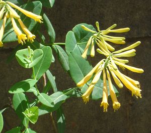 Lonicera sempervirens 'John Clayton' yellow coral honeysuckle, whorled clusters of clear yellow tubular flowers