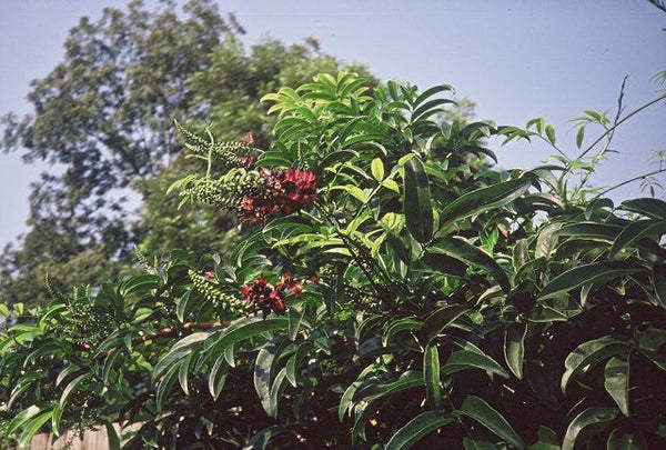 Callerya reticulata