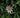 Passiflora caerulea