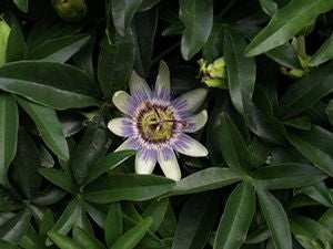 Passiflora caerulea