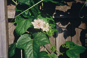 Passiflora foetida var. gossypifolia