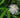 Passiflora incarnata alba