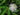 Passiflora incarnata alba