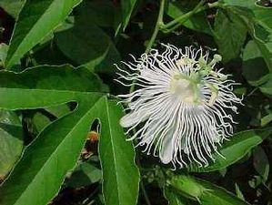 Passiflora incarnata alba, white maypop, pure white passionflower with fringed corona.