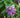 Passiflora x ‘Amethyst’