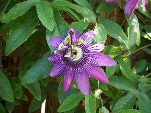 Passiflora 'Amethyst', hybrid passionflower, red-purple flower with reflexed petals.