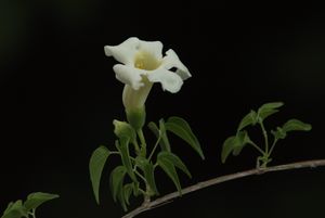 Pithecoctenium cynanchoides, monkey's comb, creamy-white yellow-throated flowers on a climbing vine.