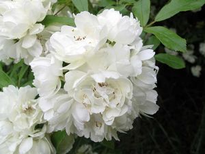 Rosa banksiae 'Albo-plena' white Lady Banks rose, sprays of small double white spring flowers.