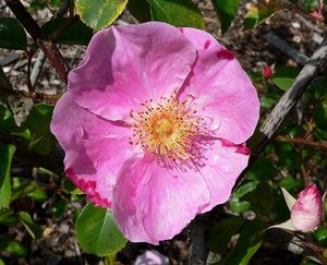 Rosa laevigata 'Anemone' pink Cherokee rose, large single silvery-pink flower with gold stamens.