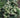 Schizophragma hydrangeoides 'Moonlight'