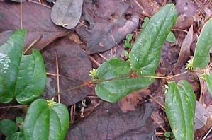 Smilax pumila