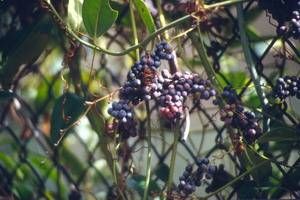 Smilax smallii