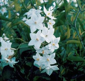 Solanum jasminoides