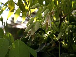 Stauntonia hexaphylla, mube, glossy palmate evergreen leaves on a twining fruit vine.