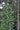 Trachelospermum asiaticum