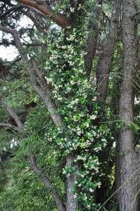 Trachelospermum asiaticum