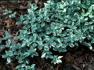 Trachelospermum asiaticum variegata