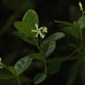 Confederate Jasmine Trachelospermum jasminoides vine