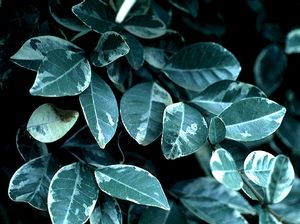 Trachelospermum jasminoides 'Variegata', variegated star jasmine, cream-and-pink margined evergreen leaves and white flowers.
