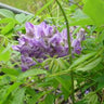 Wisteria frutescens native vine with blue flower clusters