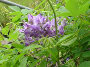 Wisteria frutescens, American wisteria, lilac-blue native flower clusters