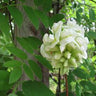 White Wisteria frutescens flowering on garden trellis