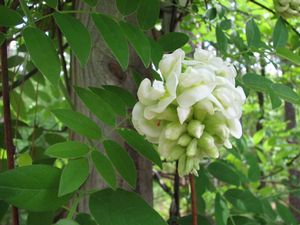 Wisteria frutescens var. nivea, rare white American wisteria, white flower clusters on a trellis