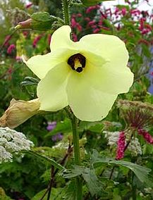 Abelmoschus manihot (Sunset Hibiscus, aibika) large pale-yellow flower with a deep maroon center