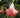 Brugmansia (Datura) suaveolens 'Pink'