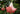 Brugmansia (Datura) suaveolens 'Pink'