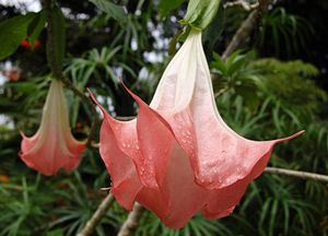 Brugmansia suaveolens 'Pink', angel's trumpet, large pendent pink trumpet flowers