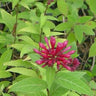 Cestrum elegans, red cestrum, dense terminal cluster of narrow crimson tubular flowers on an arching stem