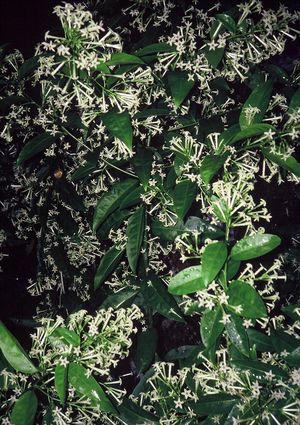 Cestrum nocturnum