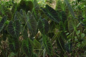 Colocasia esculenta var. antiquorum 'Illustris'