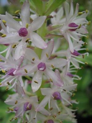 Eucomis comosa, pineapple lily, stout summer spike of greenish-white flowers topped with a leafy tuft.