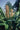 Hedychium coccineum