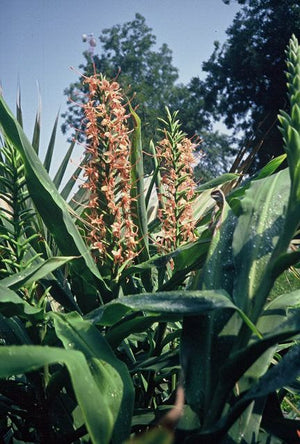 Hedychium coccineum