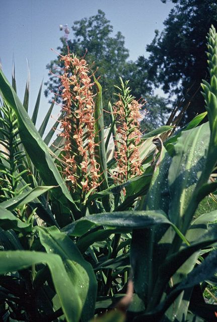 Hedychium coccineum