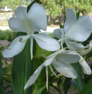 white ginger lily Hedychium coronarium – Fragrant White Ginger Lily Perennial – Woodlanders