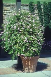 Lantana montevidensis trailing lantana, lavender-purple flower clusters spilling over a low mat of green foliage