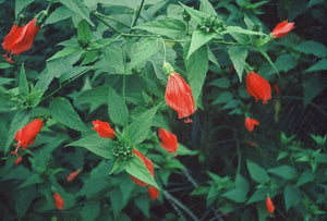 Malvaviscus arboreus Turk's cap, coiled bright red flower that never opens flat above green foliage