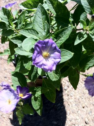 Solanum rantonnettii
