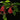 Ilex cassine, dahoon holly, smooth glossy evergreen leaves and clusters of small red berries.