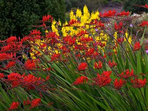 Crocosmia 'Lucifer' with arching spikes of flame red-orange flowers over sword-like foliage
