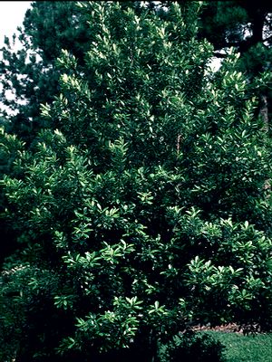 Ilex cassine (male)