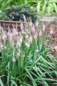 Scilla scilloides